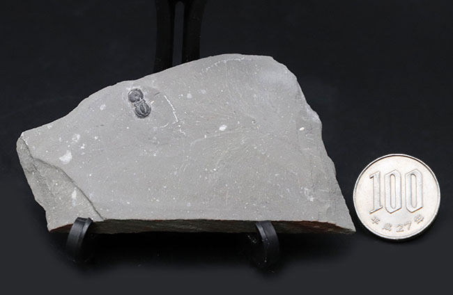 古生代カンブリア紀の一時期にのみ現れた一風変わった三葉虫、ペロノプシス(Peronopsis interstrictus)の化石(その8)