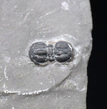 古生代カンブリア紀の一時期にのみ現れた一風変わった三葉虫、ペロノプシス（Peronopsis interstrictus）の化石