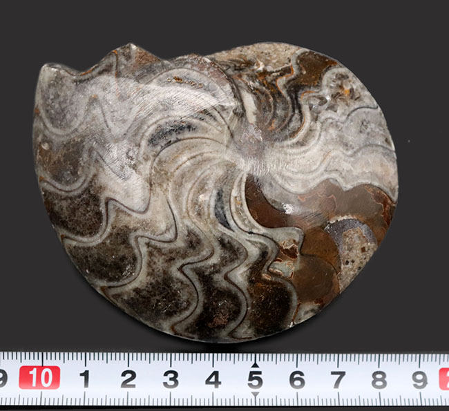 典型的なジグザグ模様が散見される、「超」密巻きのゴニアタイト（Goniatite）の完全体化石（その10）