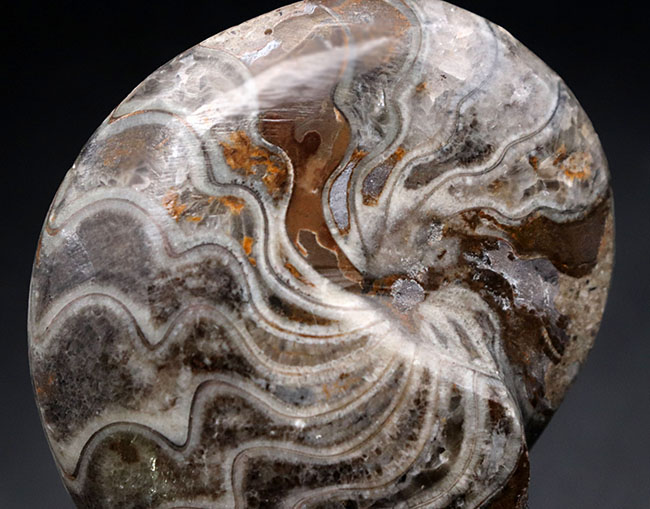 典型的なジグザグ模様が散見される、「超」密巻きのゴニアタイト（Goniatite）の完全体化石（その3）