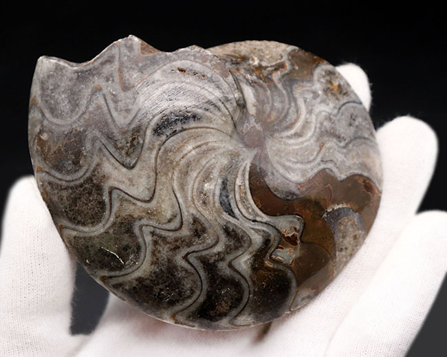 典型的なジグザグ模様が散見される、「超」密巻きのゴニアタイト（Goniatite）の完全体化石（その6）