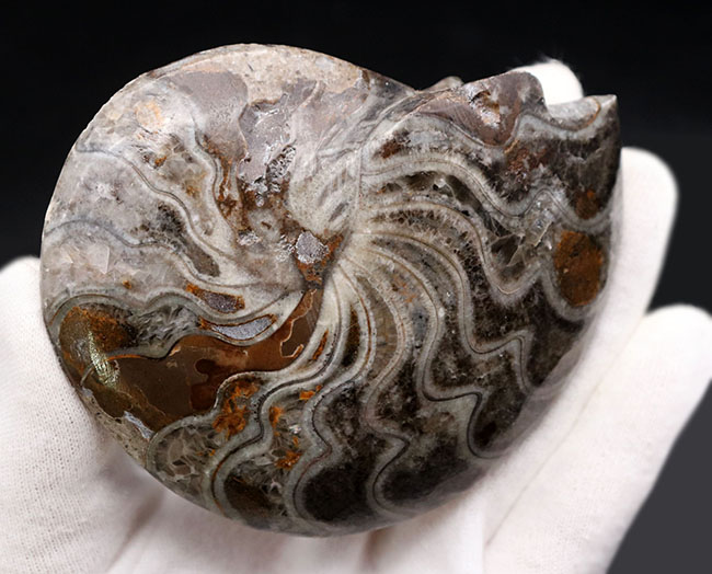 典型的なジグザグ模様が散見される、「超」密巻きのゴニアタイト（Goniatite）の完全体化石（その7）