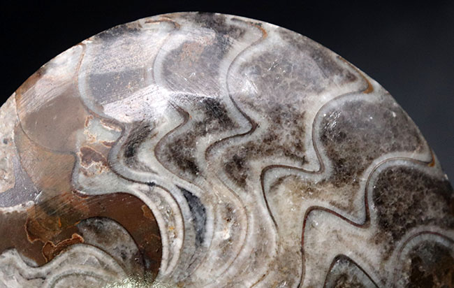 典型的なジグザグ模様が散見される、「超」密巻きのゴニアタイト（Goniatite）の完全体化石（その8）