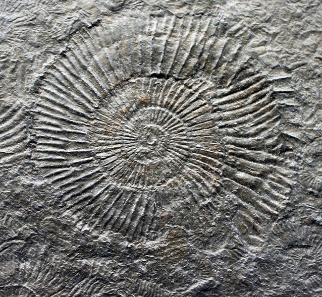黒ジュラを入手するチャンス！ドイツホルツマーデン産ダクチリオセラス（Dactylioceras）群集化石（その1）