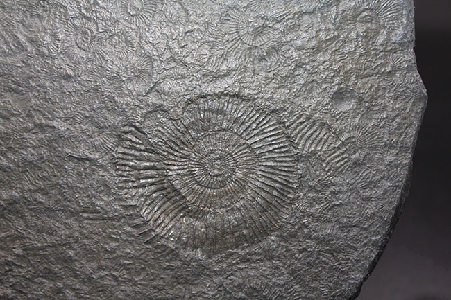 黒ジュラを入手するチャンス！ドイツホルツマーデン産ダクチリオセラス（Dactylioceras）群集化石（その3）