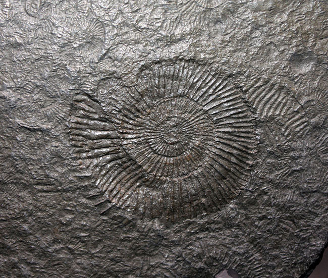 黒ジュラを入手するチャンス！ドイツホルツマーデン産ダクチリオセラス（Dactylioceras）群集化石（その5）