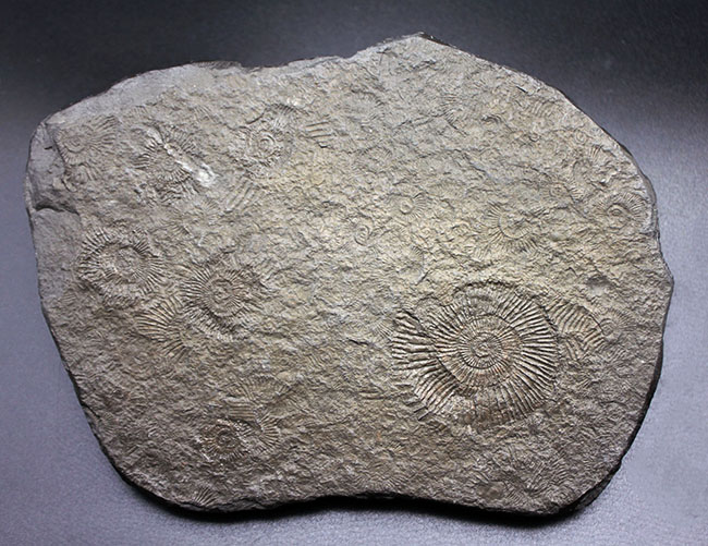 黒ジュラを入手するチャンス！ドイツホルツマーデン産ダクチリオセラス（Dactylioceras）群集化石（その6）