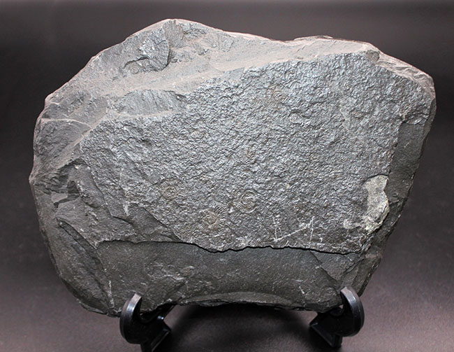 黒ジュラを入手するチャンス！ドイツホルツマーデン産ダクチリオセラス（Dactylioceras）群集化石（その7）