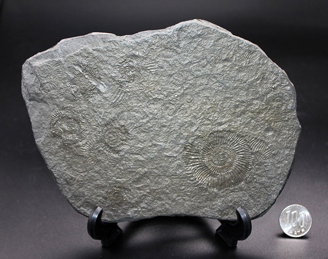黒ジュラを入手するチャンス！ドイツホルツマーデン産ダクチリオセラス（Dactylioceras）群集化石（その8）