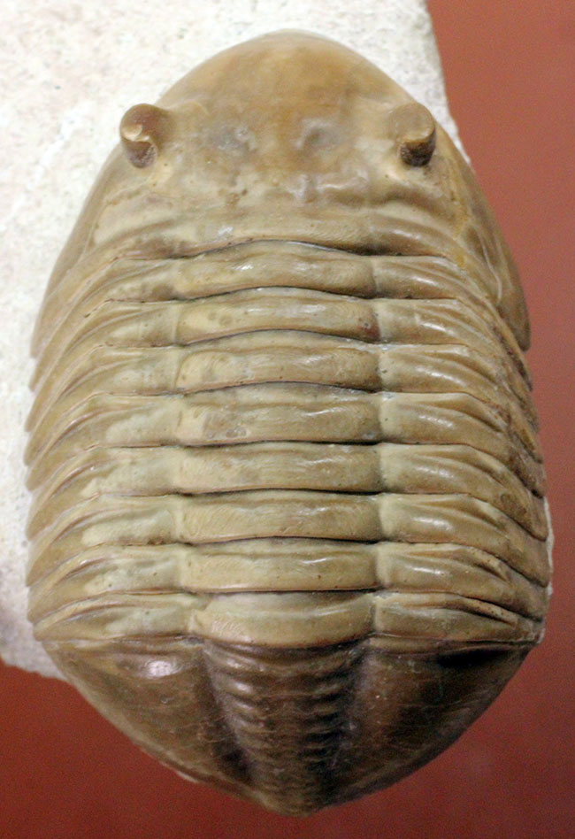 非常に立体的、特大!ロシア産アサフスの定番、レピドゥルス(Asaphus lepidurus)(その1)