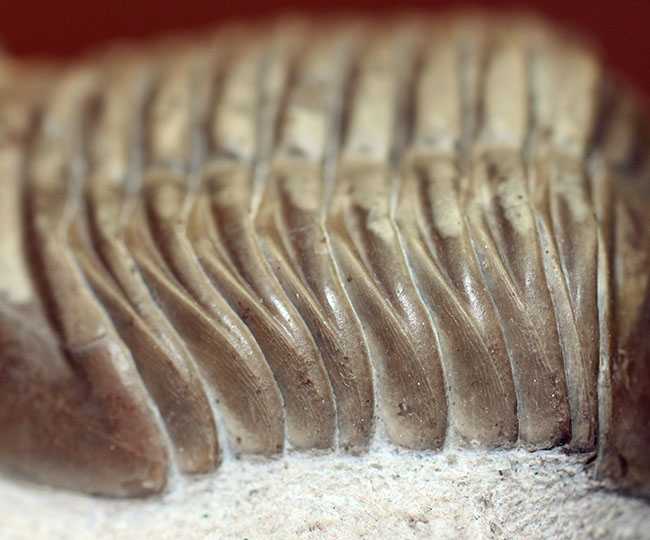 非常に立体的、特大!ロシア産アサフスの定番、レピドゥルス(Asaphus lepidurus)(その10)