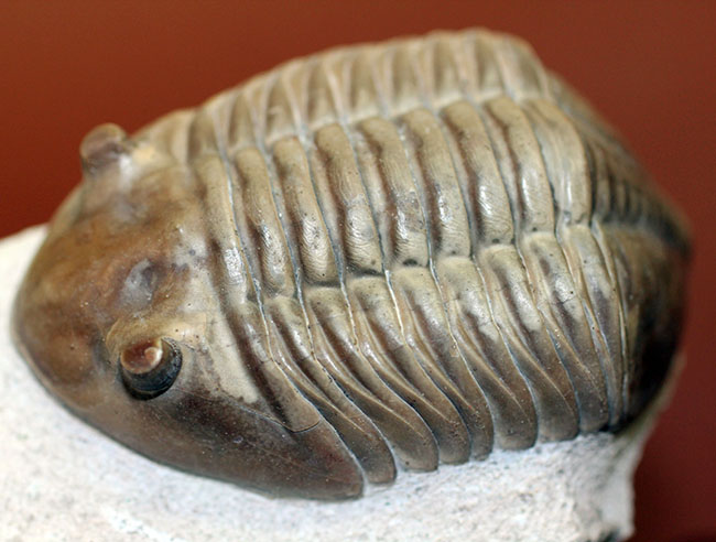 非常に立体的、特大!ロシア産アサフスの定番、レピドゥルス(Asaphus lepidurus)(その11)
