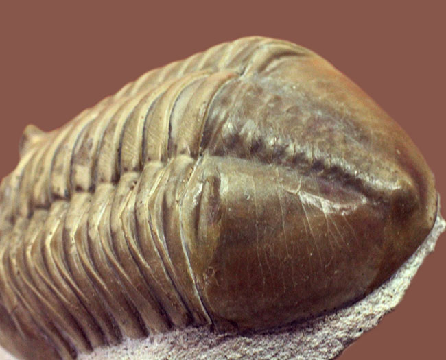 非常に立体的、特大!ロシア産アサフスの定番、レピドゥルス(Asaphus lepidurus)(その12)