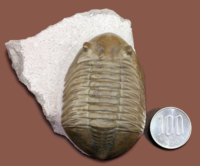 非常に立体的、特大!ロシア産アサフスの定番、レピドゥルス(Asaphus lepidurus)(その13)