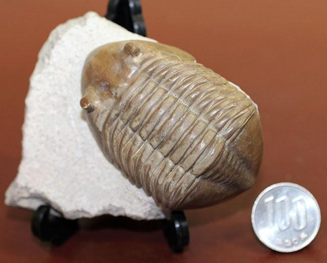 非常に立体的、特大!ロシア産アサフスの定番、レピドゥルス(Asaphus lepidurus)(その14)