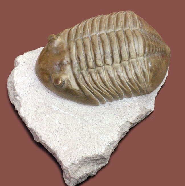 非常に立体的、特大!ロシア産アサフスの定番、レピドゥルス(Asaphus lepidurus)(その2)