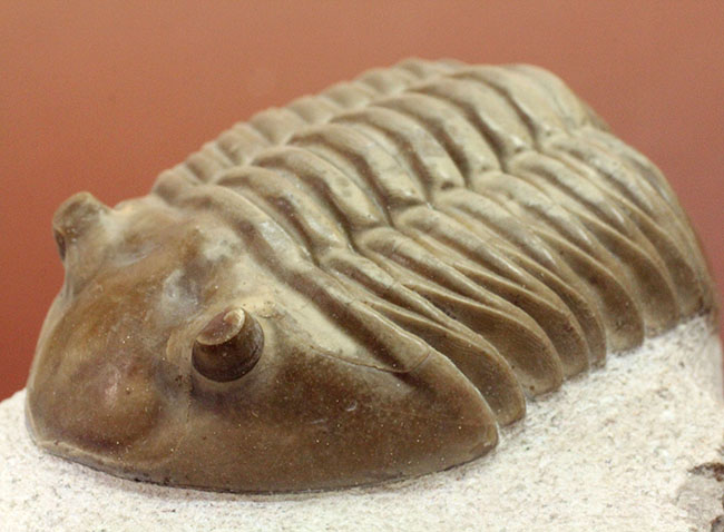 非常に立体的、特大!ロシア産アサフスの定番、レピドゥルス(Asaphus lepidurus)(その3)