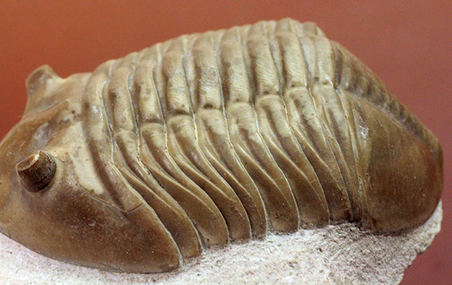 非常に立体的、特大!ロシア産アサフスの定番、レピドゥルス(Asaphus lepidurus)(その4)