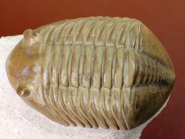 非常に立体的、特大!ロシア産アサフスの定番、レピドゥルス(Asaphus lepidurus)(その5)