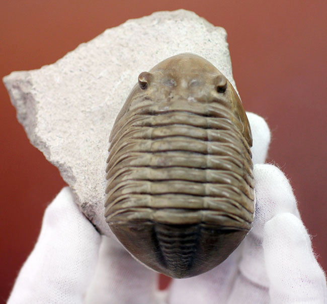 非常に立体的、特大!ロシア産アサフスの定番、レピドゥルス(Asaphus lepidurus)(その6)