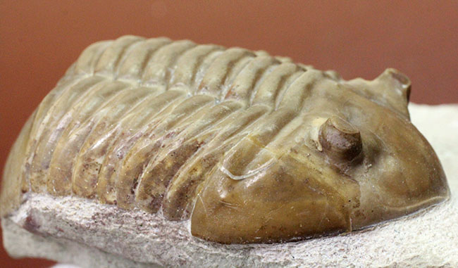 非常に立体的、特大!ロシア産アサフスの定番、レピドゥルス(Asaphus lepidurus)(その7)
