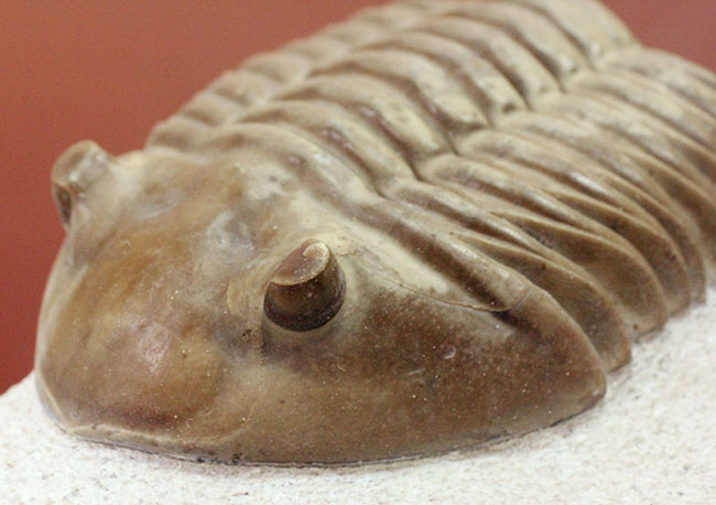 非常に立体的、特大!ロシア産アサフスの定番、レピドゥルス(Asaphus lepidurus)(その9)