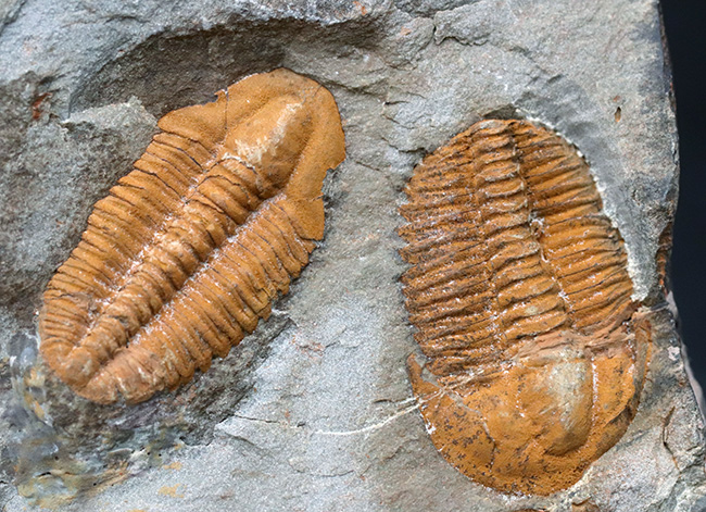 ダブルかつネガポジ！最古の三葉虫の一つ、古生代カンブリア紀に生息していた小判のような三葉虫、パラドキシデスのマルチ＆ネガポジ化石（その1）