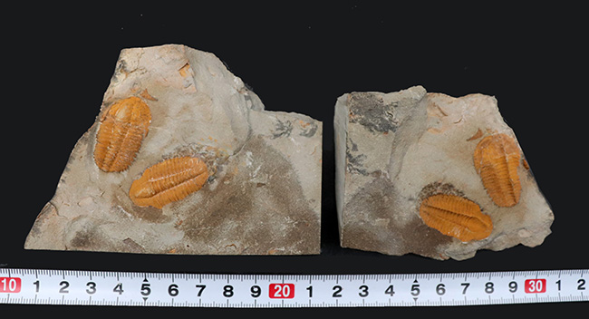 ダブルかつネガポジ！最古の三葉虫の一つ、古生代カンブリア紀に生息していた小判のような三葉虫、パラドキシデスのマルチ＆ネガポジ化石（その12）
