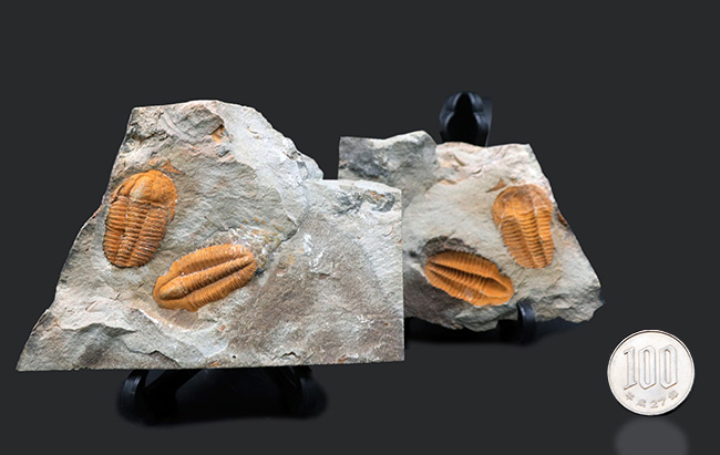 ダブルかつネガポジ！最古の三葉虫の一つ、古生代カンブリア紀に生息していた小判のような三葉虫、パラドキシデスのマルチ＆ネガポジ化石（その13）
