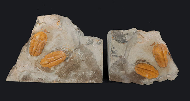 ダブルかつネガポジ！最古の三葉虫の一つ、古生代カンブリア紀に生息していた小判のような三葉虫、パラドキシデスのマルチ＆ネガポジ化石（その3）