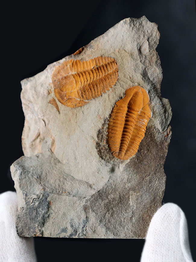 ダブルかつネガポジ！最古の三葉虫の一つ、古生代カンブリア紀に生息していた小判のような三葉虫、パラドキシデスのマルチ＆ネガポジ化石（その4）