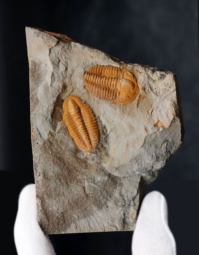 ダブルかつネガポジ！最古の三葉虫の一つ、古生代カンブリア紀に生息していた小判のような三葉虫、パラドキシデスのマルチ＆ネガポジ化石（その5）