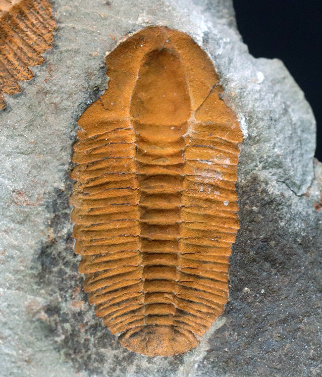 ダブルかつネガポジ！最古の三葉虫の一つ、古生代カンブリア紀に生息していた小判のような三葉虫、パラドキシデスのマルチ＆ネガポジ化石（その6）