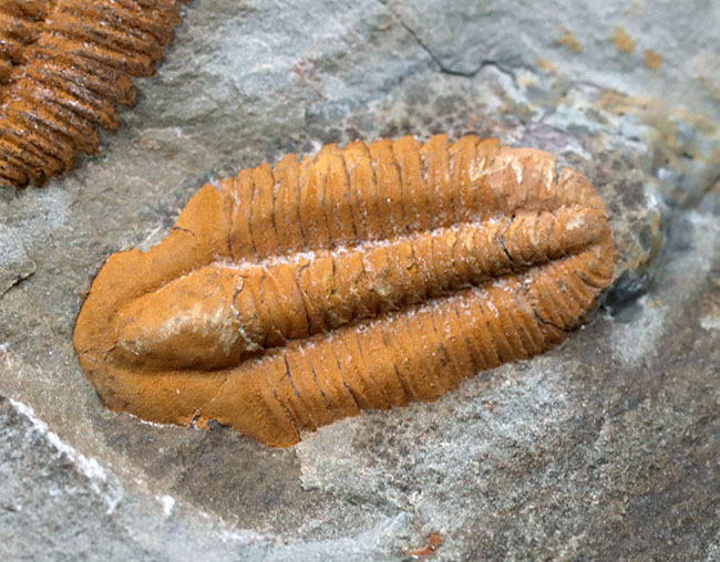 ダブルかつネガポジ！最古の三葉虫の一つ、古生代カンブリア紀に生息していた小判のような三葉虫、パラドキシデスのマルチ＆ネガポジ化石（その7）