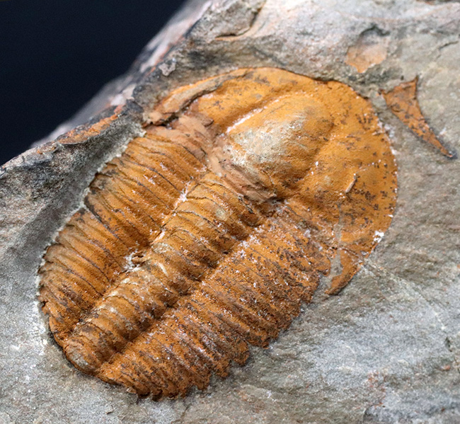 ダブルかつネガポジ！最古の三葉虫の一つ、古生代カンブリア紀に生息していた小判のような三葉虫、パラドキシデスのマルチ＆ネガポジ化石（その8）