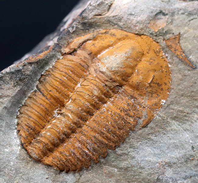 ダブルかつネガポジ!最古の三葉虫の一つ、古生代カンブリア紀に生息し ...
