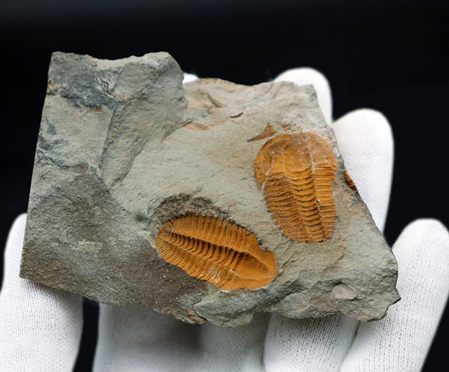 ダブルかつネガポジ！最古の三葉虫の一つ、古生代カンブリア紀に生息していた小判のような三葉虫、パラドキシデスのマルチ＆ネガポジ化石（その9）