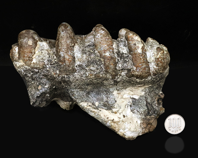 博物館級のジ・オールドコレクション！もう手に入らない！絶滅長鼻目