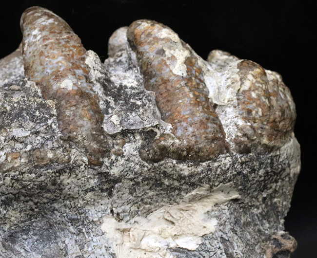 ☆希少】プラティベロドンの歯の化石 象の祖先 platysita01.jpg