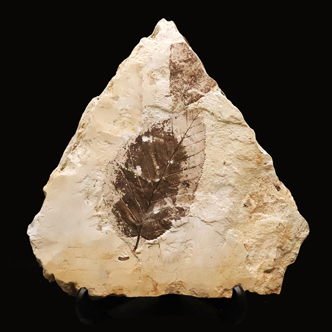 10センチ級の迫力！黒褐色の炭素質部分が残った希少標本｜岩手県雫石町・用ノ沢（舛沢層）産 ケヤキ類の木の葉の化石（その1）