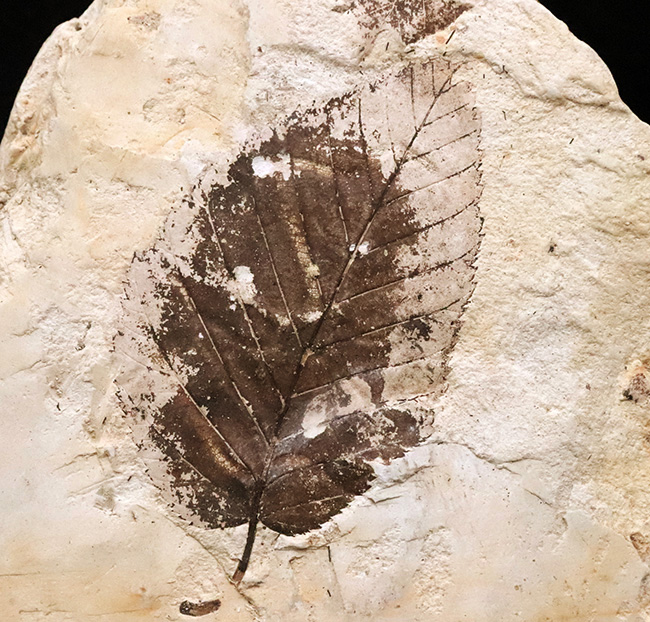 10センチ級の迫力！黒褐色の炭素質部分が残った希少標本｜岩手県雫石町・用ノ沢（舛沢層）産 ケヤキ類の木の葉の化石（その2）