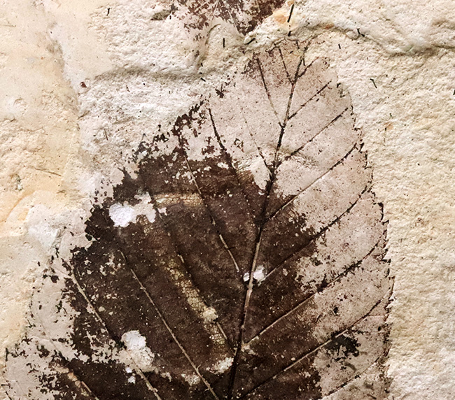 10センチ級の迫力！黒褐色の炭素質部分が残った希少標本｜岩手県雫石町・用ノ沢（舛沢層）産 ケヤキ類の木の葉の化石（その3）