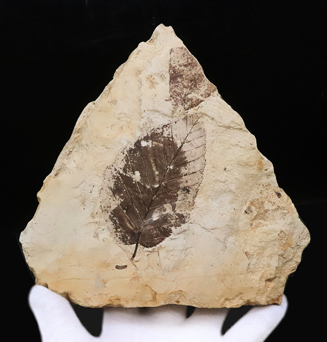 10センチ級の迫力！黒褐色の炭素質部分が残った希少標本｜岩手県雫石町・用ノ沢（舛沢層）産 ケヤキ類の木の葉の化石（その5）