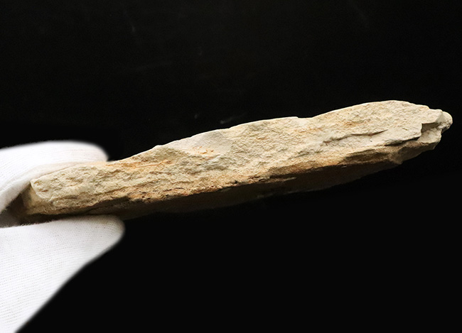 10センチ級の迫力！黒褐色の炭素質部分が残った希少標本｜岩手県雫石町・用ノ沢（舛沢層）産 ケヤキ類の木の葉の化石（その7）