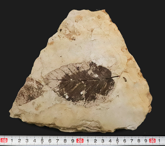 10センチ級の迫力！黒褐色の炭素質部分が残った希少標本｜岩手県雫石町・用ノ沢（舛沢層）産 ケヤキ類の木の葉の化石（その8）