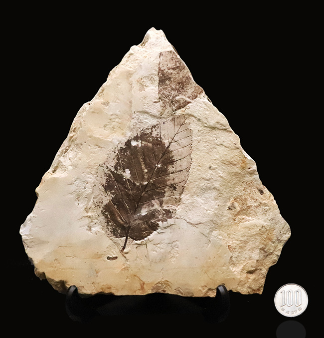 10センチ級の迫力！黒褐色の炭素質部分が残った希少標本｜岩手県雫石町・用ノ沢（舛沢層）産 ケヤキ類の木の葉の化石（その9）