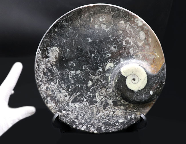 直径最大部２２センチ！インテリアとしても使える、およそ４億年前のゴニアタイト（Goniatite）を含む石を加工して作られた皿（その2）