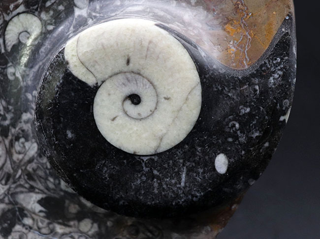 直径最大部22センチ！インテリアとしても使える、およそ4億年前の