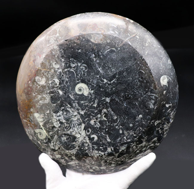 直径最大部２２センチ！インテリアとしても使える、およそ４億年前のゴニアタイト（Goniatite）を含む石を加工して作られた皿（その6）