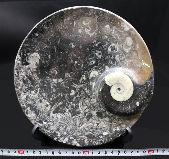 直径最大部２２センチ！インテリアとしても使える、およそ４億年前のゴニアタイト（Goniatite）を含む石を加工して作られた皿（その9）